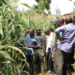 Kirehe District Pushes FoBaSi Farmers Toward Record Maize Productivity of Over 10 Tons per Hectare