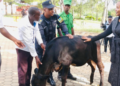Nyagatare-Katabagemu: Village Leaders Top Performers donated cows