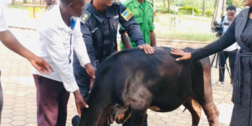 Nyagatare-Katabagemu: Village Leaders Top Performers donated cows