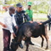 Nyagatare-Katabagemu: Village Leaders Top Performers donated cows