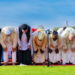 Rwandan Muslims to Sacrifice 3,078 Animals for Eid Al‑Adha