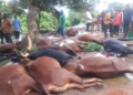 An Act of Compassion: Community Rallies to Support Citizen Who Lost 30 Livestock Simultaneously