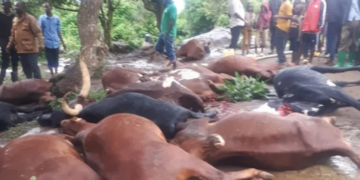 An Act of Compassion: Community Rallies to Support Citizen Who Lost 30 Livestock Simultaneously