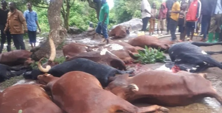 An Act of Compassion: Community Rallies to Support Citizen Who Lost 30 Livestock Simultaneously