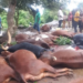 An Act of Compassion: Community Rallies to Support Citizen Who Lost 30 Livestock Simultaneously
