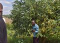 NGOMA: Growing Avocados Transforms Farmers’ Lives