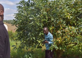 NGOMA: Growing Avocados Transforms Farmers’ Lives