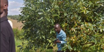 NGOMA: Growing Avocados Transforms Farmers’ Lives