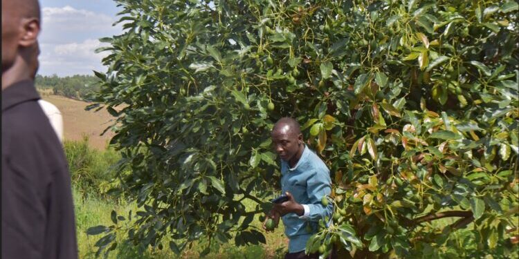 NGOMA: Growing Avocados Transforms Farmers’ Lives