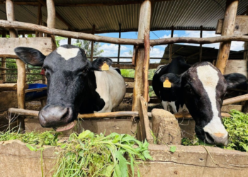 Karongi Farmer Turns Dairy into Thriving Business