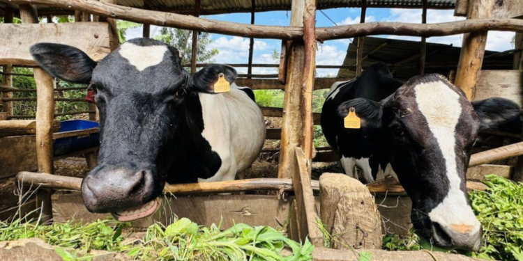 Karongi Farmer Turns Dairy into Thriving Business