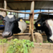 Karongi Farmer Turns Dairy into Thriving Business