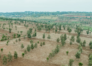 Eastern Province: Agroforestry Tree Planting Program Reaches 72%