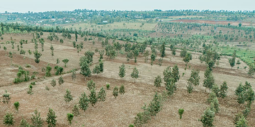 Eastern Province: Agroforestry Tree Planting Program Reaches 72%