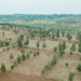 Eastern Province: Agroforestry Tree Planting Program Reaches 72%