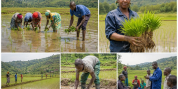 Gisagara: Rice Planting Season in Gikonko Valley Starts with Optimism