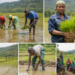 Gisagara: Rice Planting Season in Gikonko Valley Starts with Optimism