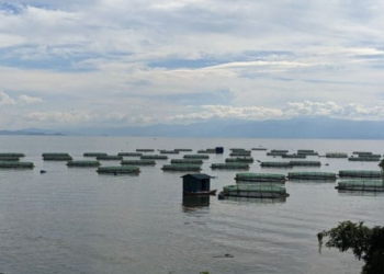 Rubavu: Fish Farming Attracts Rwf3 Billion Investment Over Nine Years