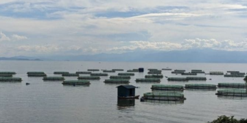 Rubavu: Fish Farming Attracts Rwf3 Billion Investment Over Nine Years