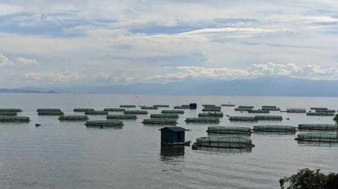 Rubavu: Fish Farming Attracts Rwf3 Billion Investment Over Nine Years
