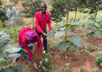 Rutsiro: Farmers Embrace Irrigation as Dry Season Farming Transforms Their Livelihoods