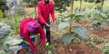 Rutsiro: Farmers Embrace Irrigation as Dry Season Farming Transforms Their Livelihoods