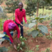 Rutsiro: Farmers Embrace Irrigation as Dry Season Farming Transforms Their Livelihoods