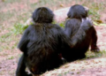 Study Finds Chimpanzees Hug and Kiss to Build Trust and Prevent Conflict