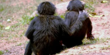 Study Finds Chimpanzees Hug and Kiss to Build Trust and Prevent Conflict