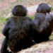 Study Finds Chimpanzees Hug and Kiss to Build Trust and Prevent Conflict