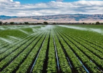 Rwanda Reviews Proposal for Agricultural Bank Amid Farm Financing Gaps