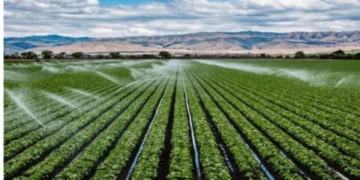 Rwanda Reviews Proposal for Agricultural Bank Amid Farm Financing Gaps