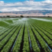 Rwanda Reviews Proposal for Agricultural Bank Amid Farm Financing Gaps