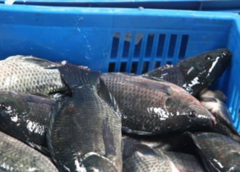 Nyamasheke to Host Frw 20 Billion Fish Hatchery Project
