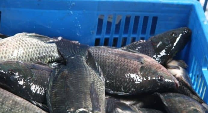 Nyamasheke to Host Frw 20 Billion Fish Hatchery Project