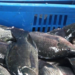 Nyamasheke to Host Frw 20 Billion Fish Hatchery Project