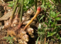 Rusizi: Ginger Farmers Cry Over Heavy Losses