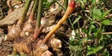 Rusizi: Ginger Farmers Cry Over Heavy Losses
