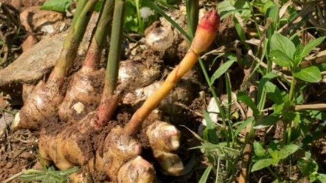 Rusizi: Ginger Farmers Cry Over Heavy Losses