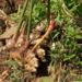 Rusizi: Ginger Farmers Cry Over Heavy Losses