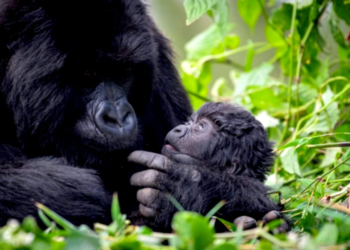 22 Baby Gorillas to Be Named in 2026