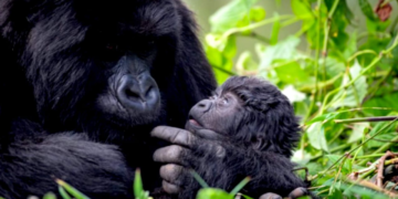 22 Baby Gorillas to Be Named in 2026