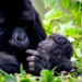 22 Baby Gorillas to Be Named in 2026