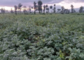 Rwanda Develops Irish Potato Varieties That Do Not Require Pesticide Treatment