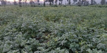 Rwanda Develops Irish Potato Varieties That Do Not Require Pesticide Treatment