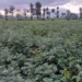 Rwanda Develops Irish Potato Varieties That Do Not Require Pesticide Treatment