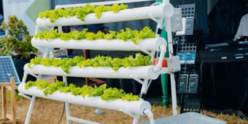 Soilless Farming Among the Highlights of Rwanda’s National Agriculture Exhibition