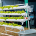 Soilless Farming Among the Highlights of Rwanda’s National Agriculture Exhibition