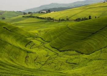 Rwanda’s Agricultural and Livestock Exports Surpass $1.1 Billion for the First Time