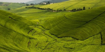 Rwanda’s Agricultural and Livestock Exports Surpass $1.1 Billion for the First Time